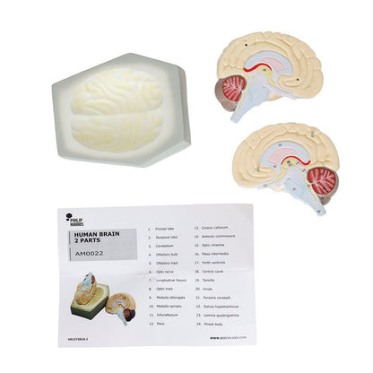 Human Brain Model - 2 Part - ABC School Supplies