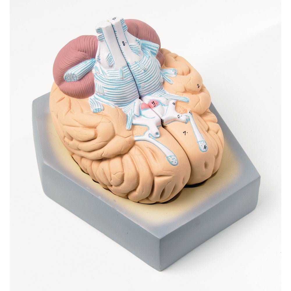 Human Brain Model - 2 Part - ABC School Supplies