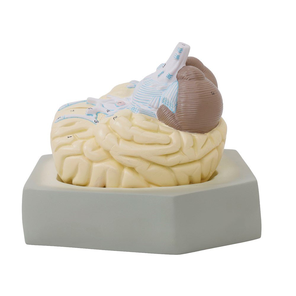 Human Brain Model - 2 Part - ABC School Supplies