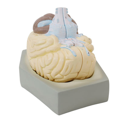 Human Brain Model - 2 Part - ABC School Supplies