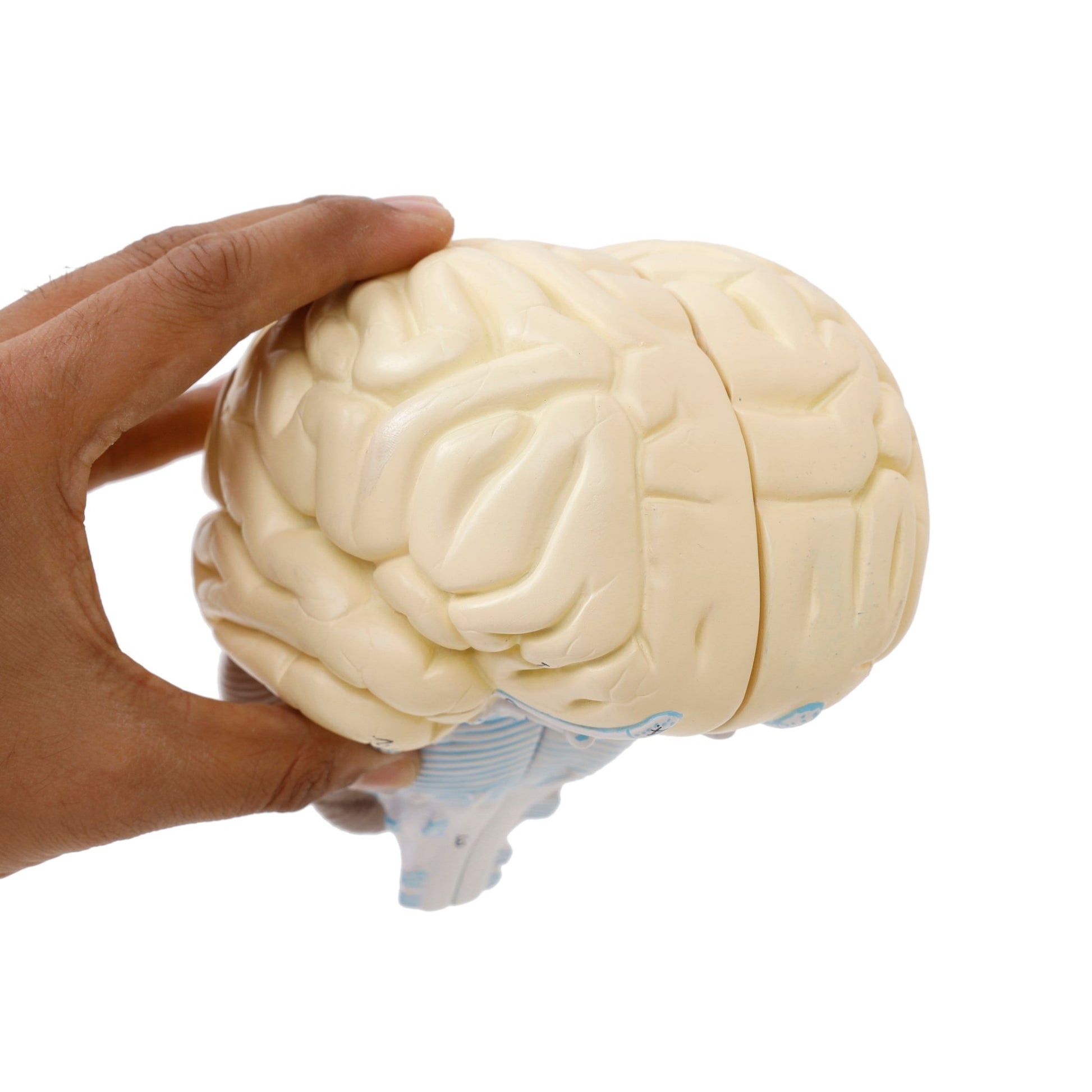 Human Brain Model - 2 Part - ABC School Supplies