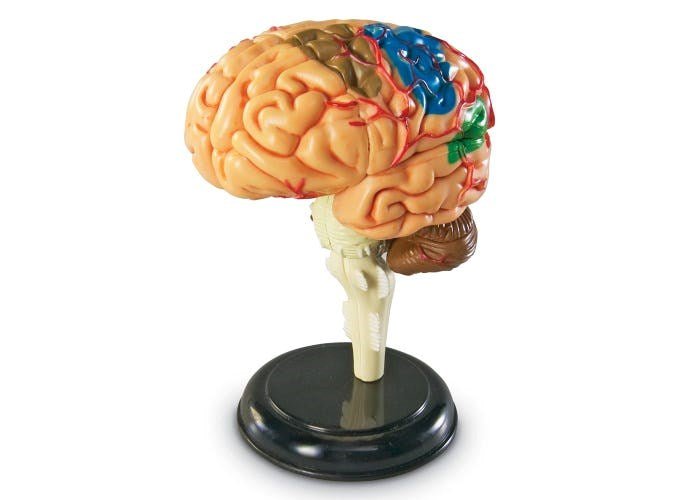 Learning Resources Anatomy Model Brain - ABC School Supplies