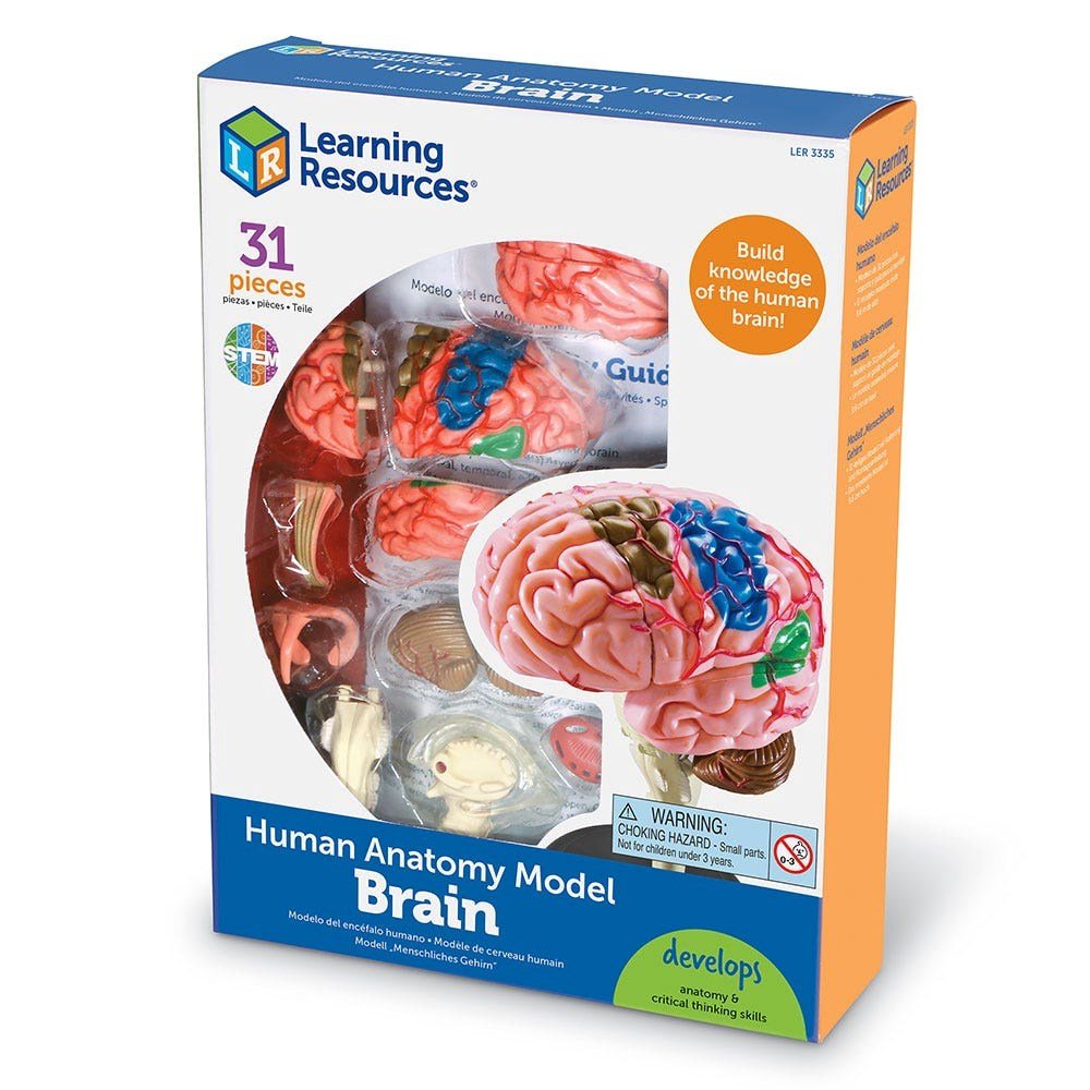 Learning Resources Anatomy Model Brain - ABC School Supplies