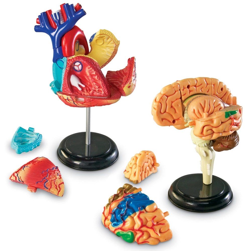 Learning Resources Anatomy Model Bundle - ABC School Supplies