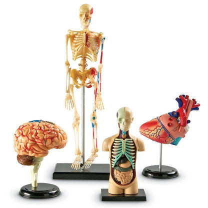 Learning Resources Anatomy Model Bundle - ABC School Supplies
