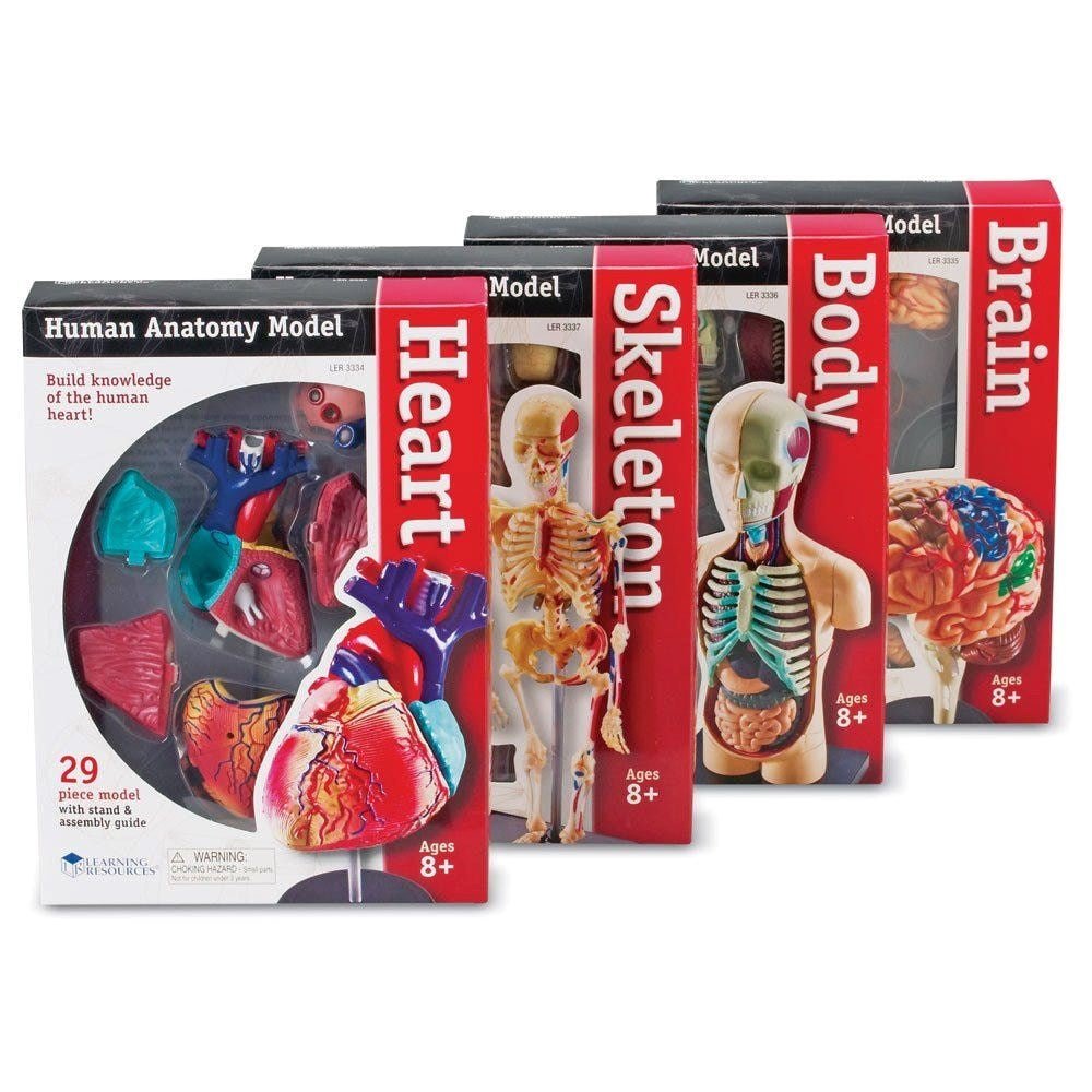 Learning Resources Anatomy Model Bundle - ABC School Supplies