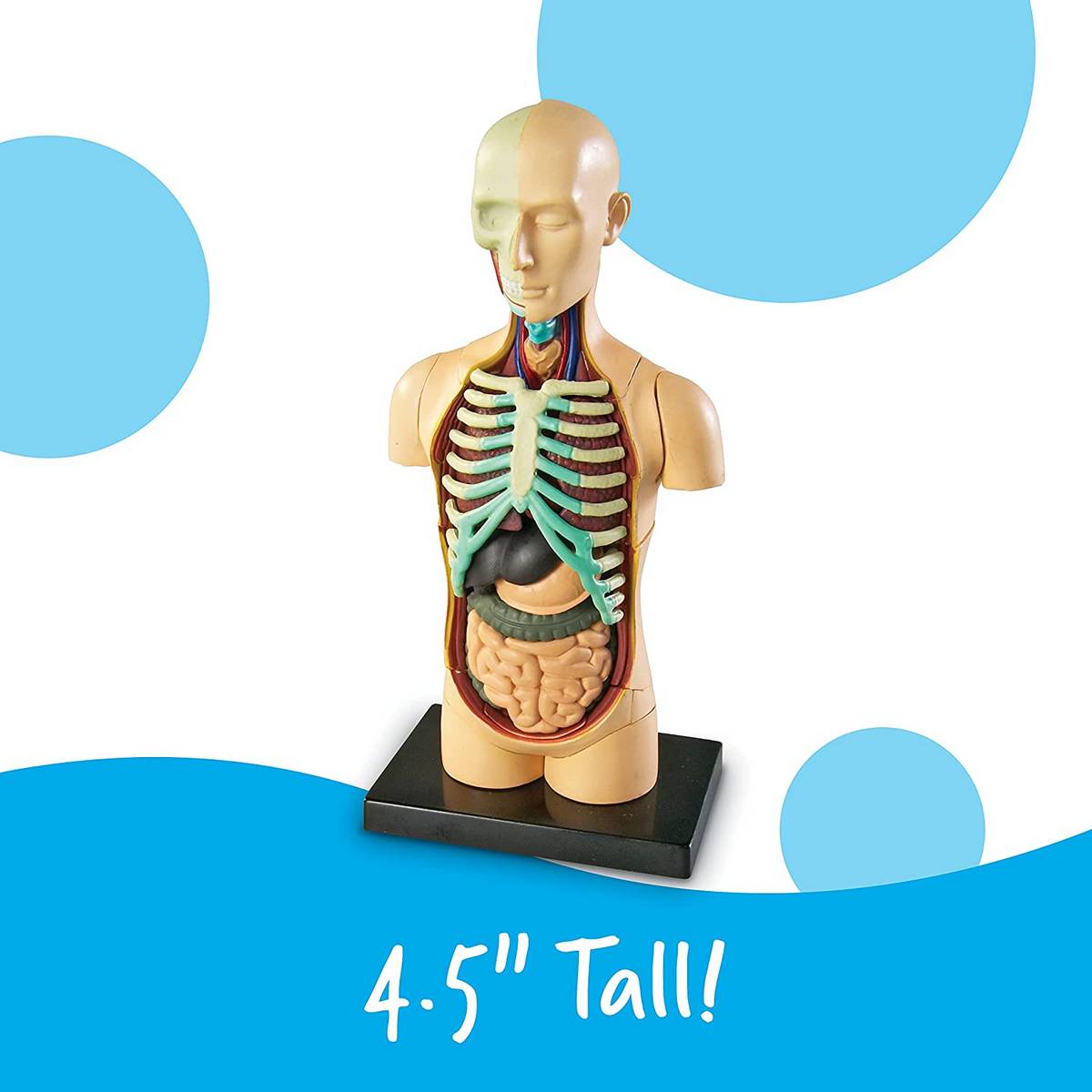 Learning Resources Anatomy Model Human Body - ABC School Supplies