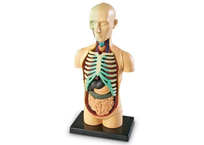 Learning Resources Anatomy Model Human Body - ABC School Supplies