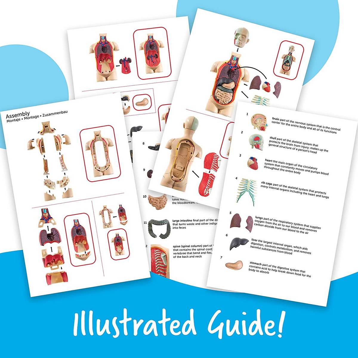 Learning Resources Anatomy Model Human Body - ABC School Supplies