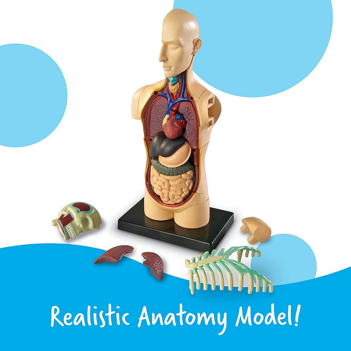 Learning Resources Anatomy Model Human Body - ABC School Supplies