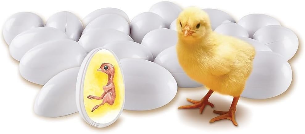 Learning Resources Chick Life Cycle Exploration Set - ABC School Supplies