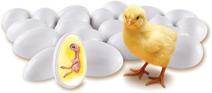 Learning Resources Chick Life Cycle Exploration Set - ABC School Supplies
