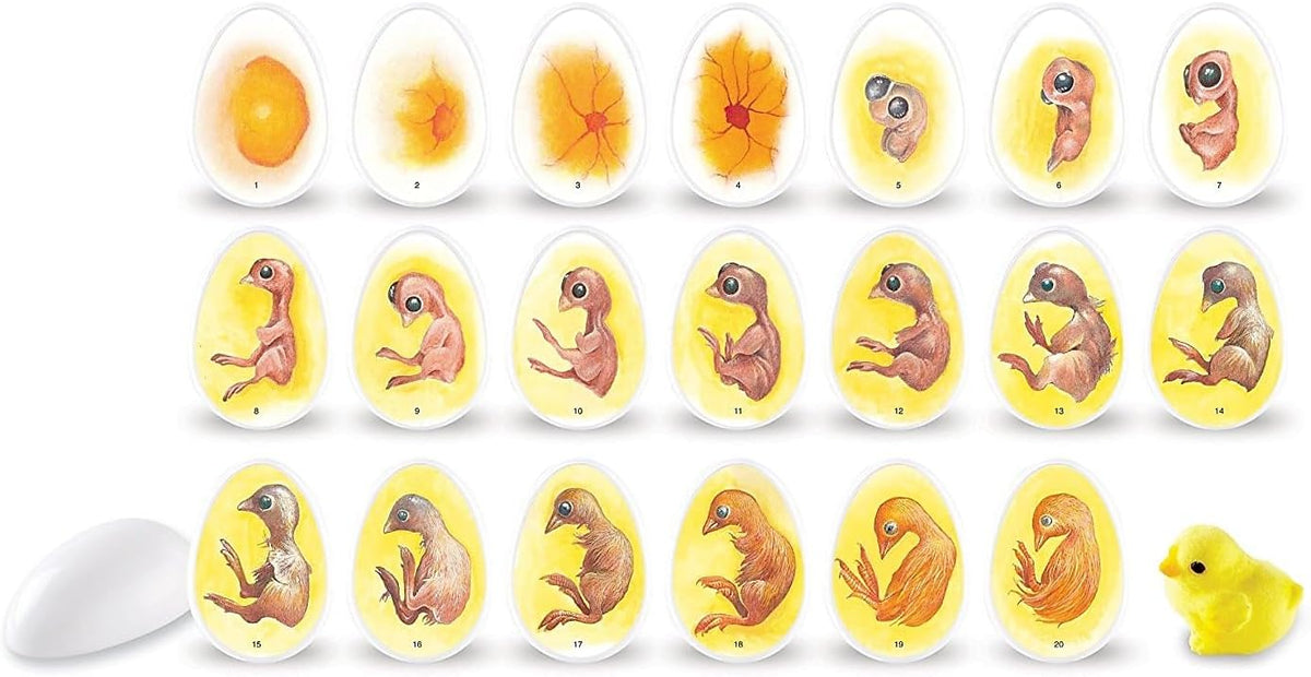 Learning Resources Chick Life Cycle Exploration Set - ABC School Supplies