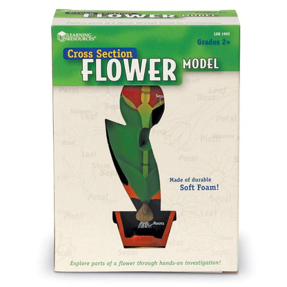 Learning Resources Crosssection Flower Model - ABC School Supplies