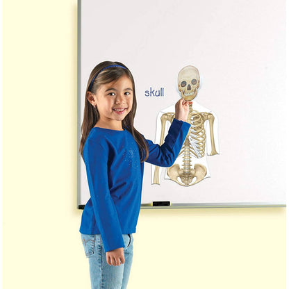 Learning Resources Double Sided Magnetic Human Body - ABC School Supplies