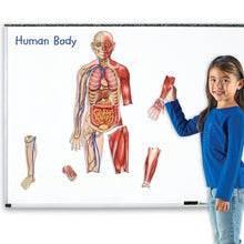 Learning Resources Double Sided Magnetic Human Body - ABC School Supplies
