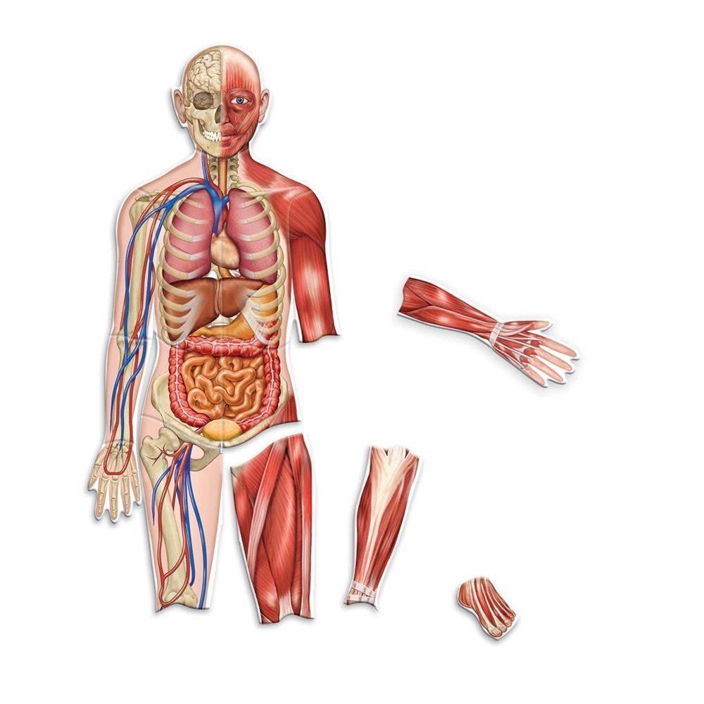 Learning Resources Double Sided Magnetic Human Body - ABC School Supplies