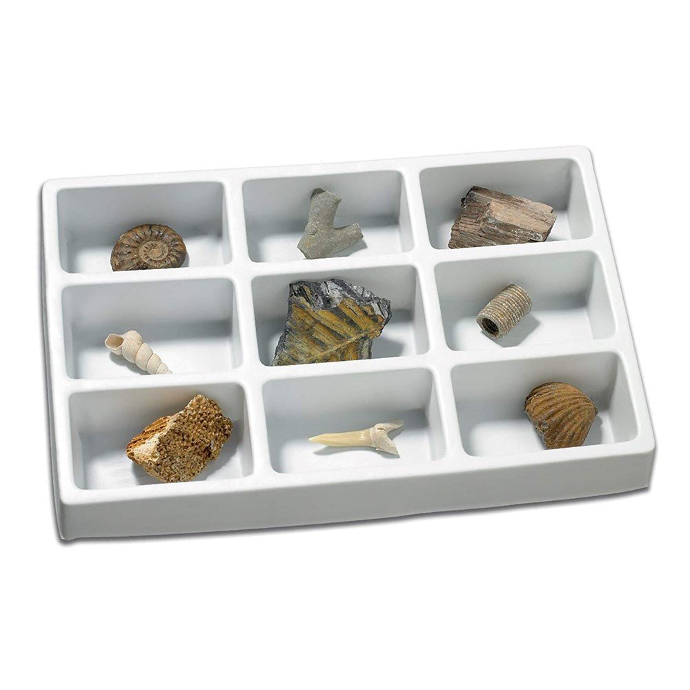 **Learning Resources Fossils Collection - ABC School Supplies