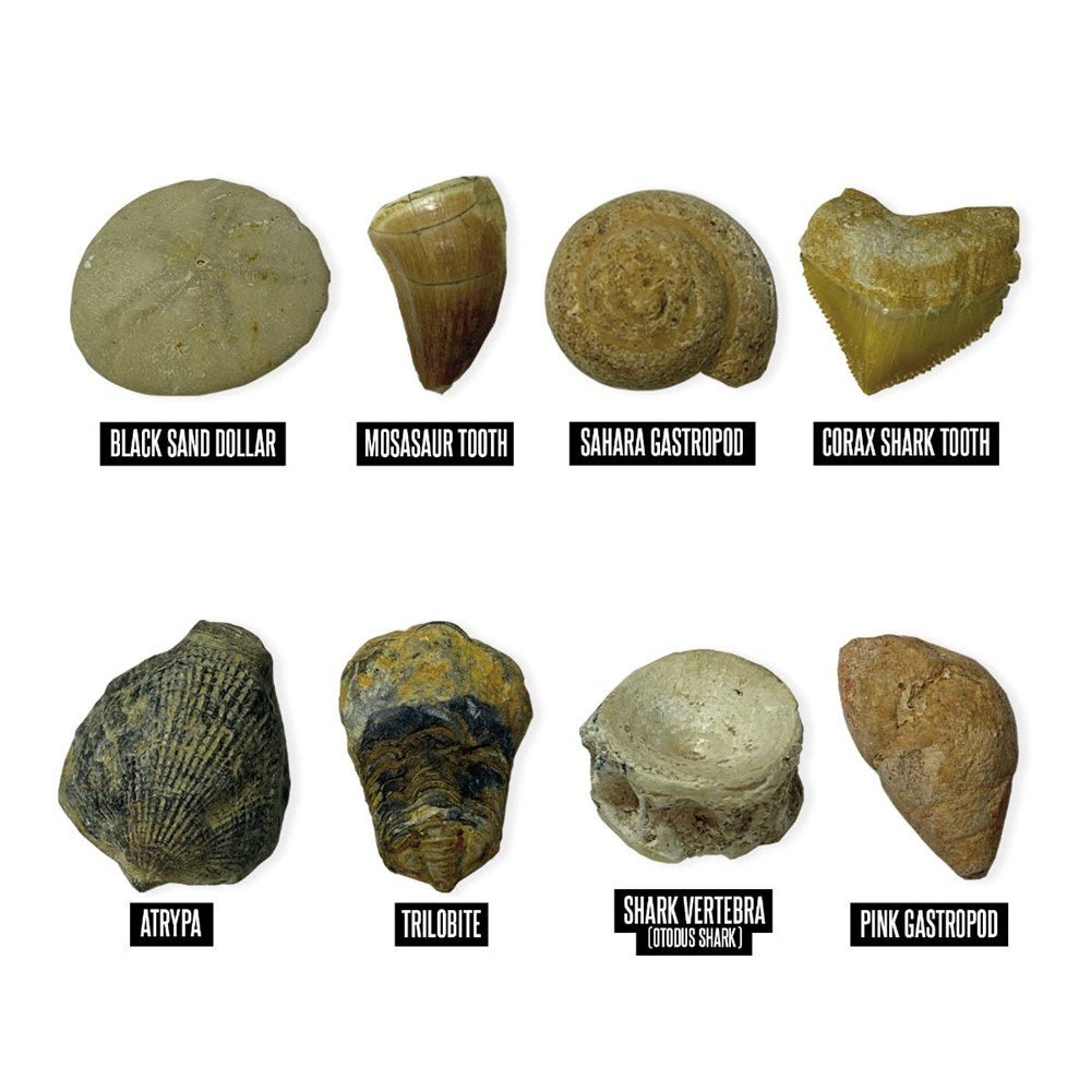 Learning Resources Geosafari® Fossil Excavation Kit - ABC School Supplies