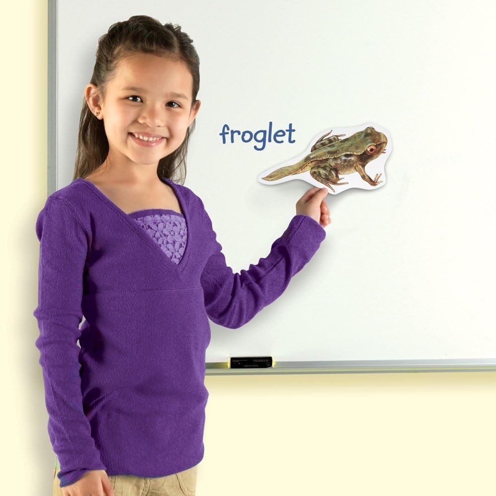 Learning Resources Giant Magnetic Frog Life Cycle - ABC School Supplies