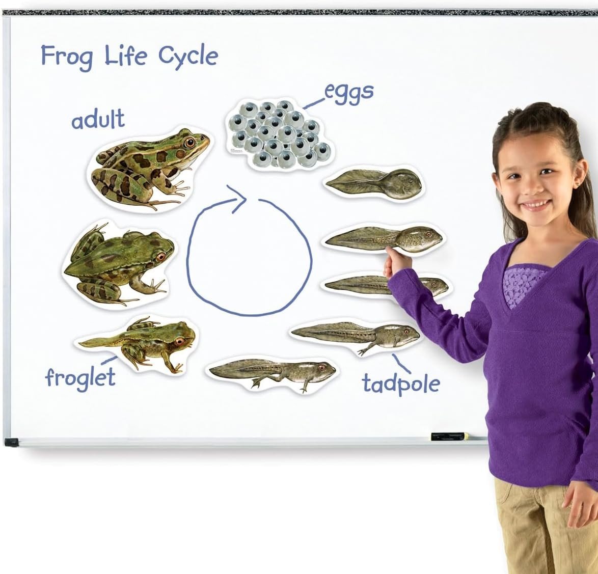 Learning Resources Giant Magnetic Frog Life Cycle - ABC School Supplies