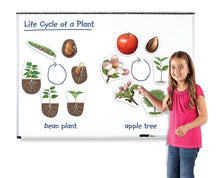 Learning Resources Giant Magnetic Plant Life Cycle - ABC School Supplies