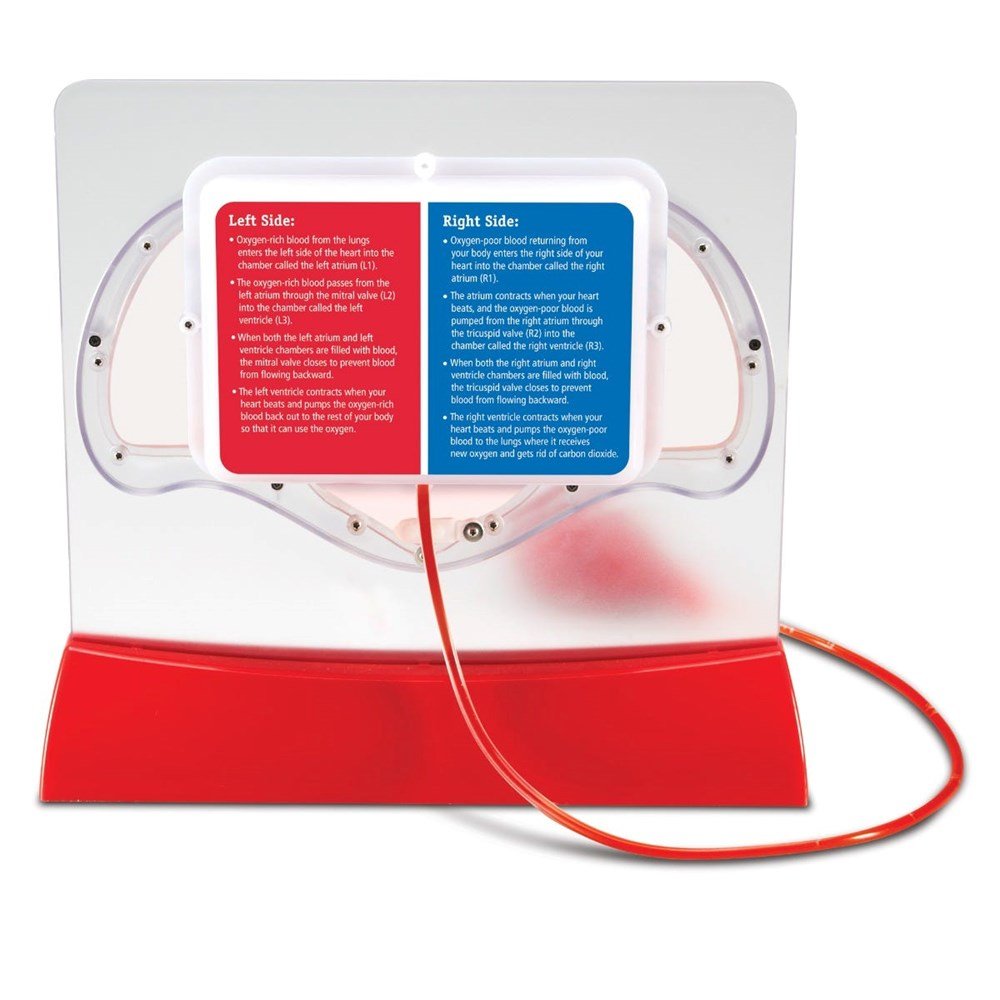 Learning Resources Pumping Heart Model - ABC School Supplies