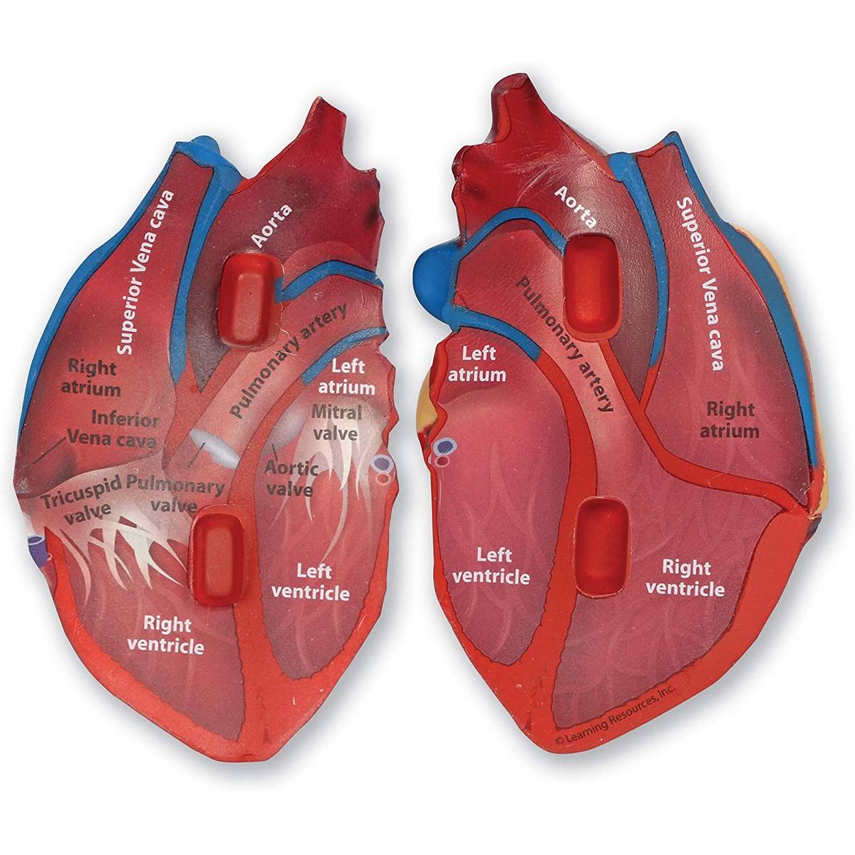 Learning Resources Soft Foam Crosssection Human Heart Model - ABC School Supplies
