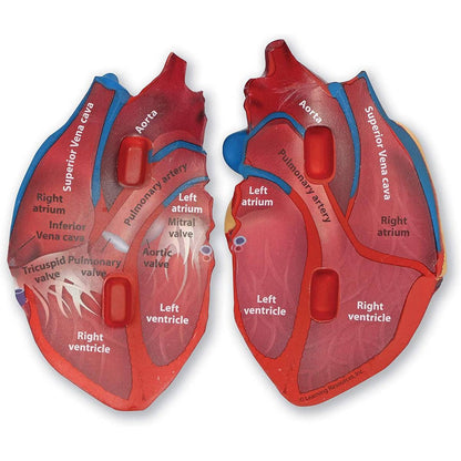 Learning Resources Soft Foam Crosssection Human Heart Model - ABC School Supplies