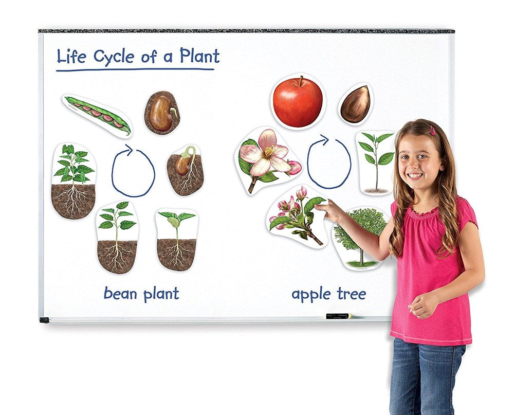 Giant Magnetic Plant Life Cycle