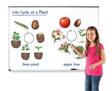 Giant Magnetic Plant Life Cycle