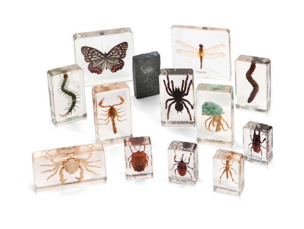 Mini Beasts Arthropods (Large Set) - ABC School Supplies