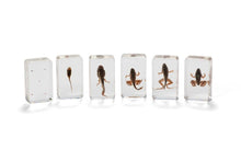 Mini Beasts Frog Life Cycle - ABC School Supplies
