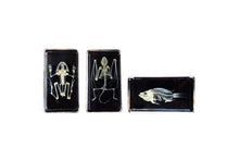 Mini Beasts Skeletons - ABC School Supplies