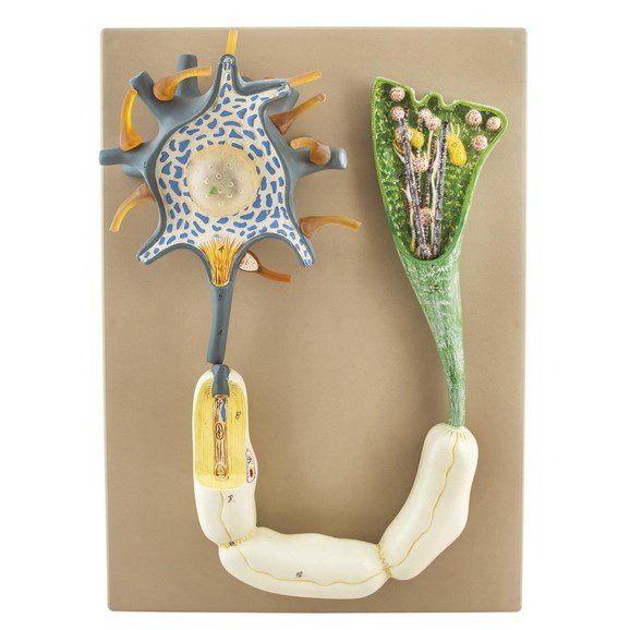 Neuron Model - ABC School Supplies
