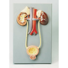Philip Harris Excretory System Model - ABC School Supplies