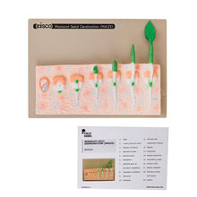 Philip Harris Monocot Seed Germination Model - ABC School Supplies