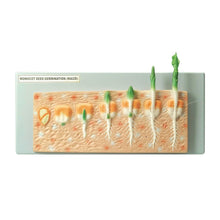 Philip Harris Monocot Seed Germination Model - ABC School Supplies