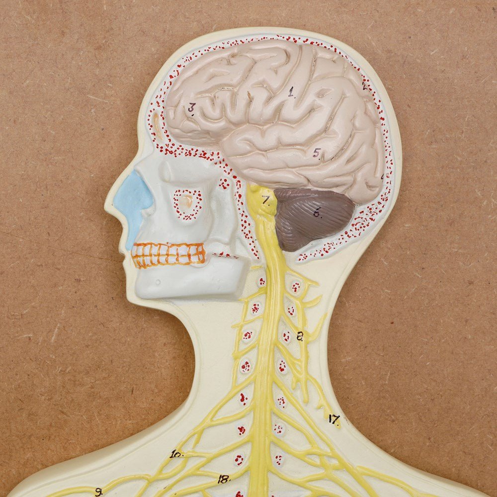 Philip Harris Nervous System Model - ABC School Supplies