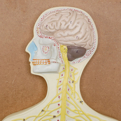 Philip Harris Nervous System Model - ABC School Supplies