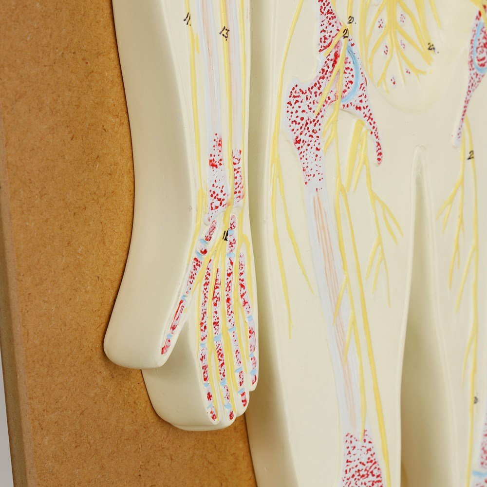 Philip Harris Nervous System Model - ABC School Supplies