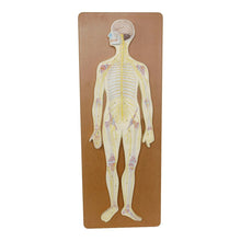 Philip Harris Nervous System Model - ABC School Supplies