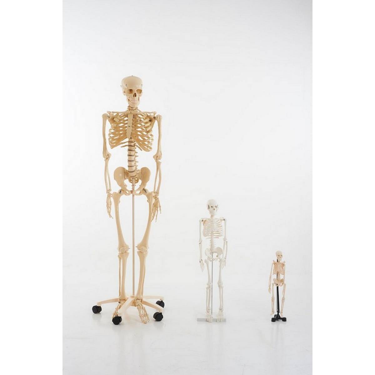 Half-Scale Skeleton