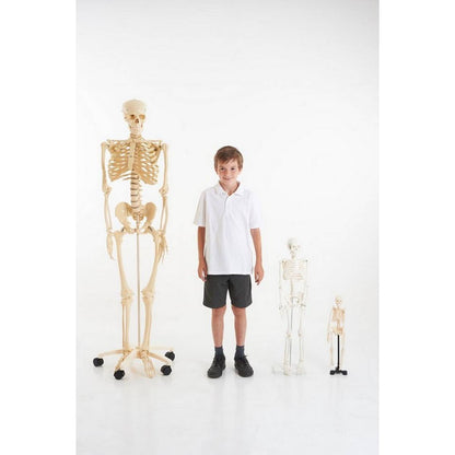 Half-Scale Skeleton