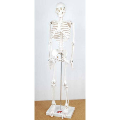 Half-Scale Skeleton
