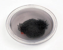 Round Iron Filings Bubble Pack of 10 - ABC School Supplies