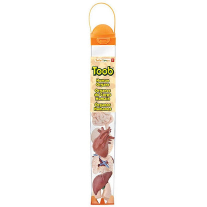 Safari Human Organs Toob - ABC School Supplies