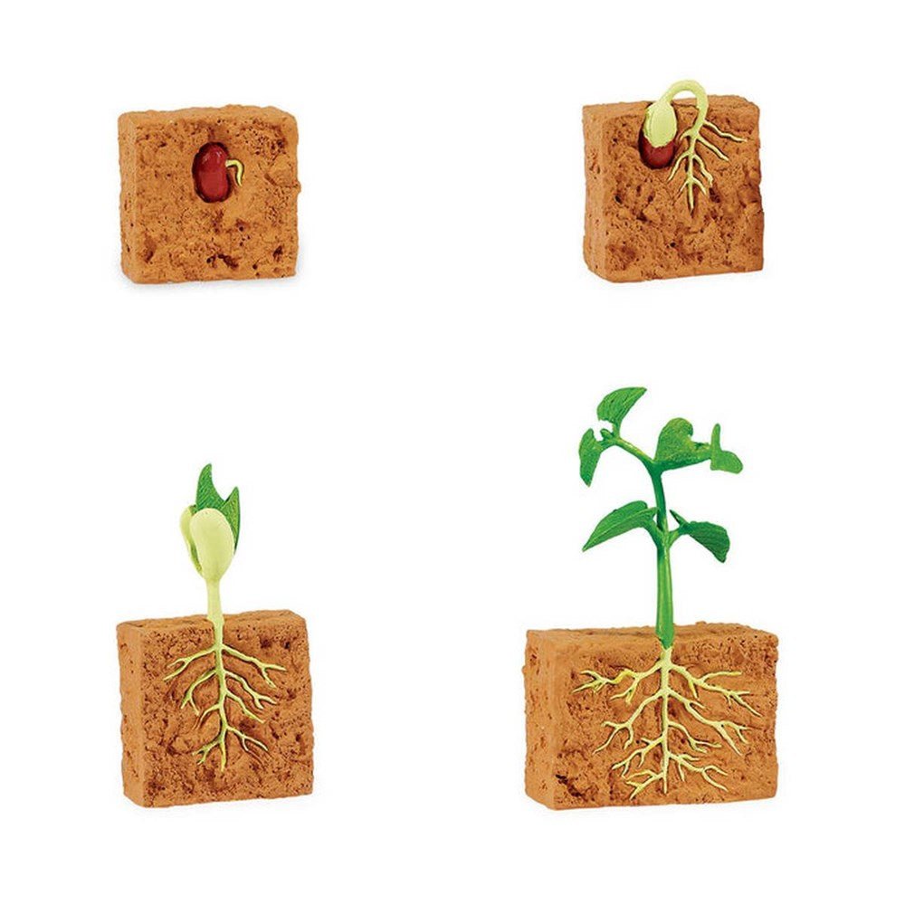 **Safari Life Cycle of a Green Bean Plant - ABC School Supplies