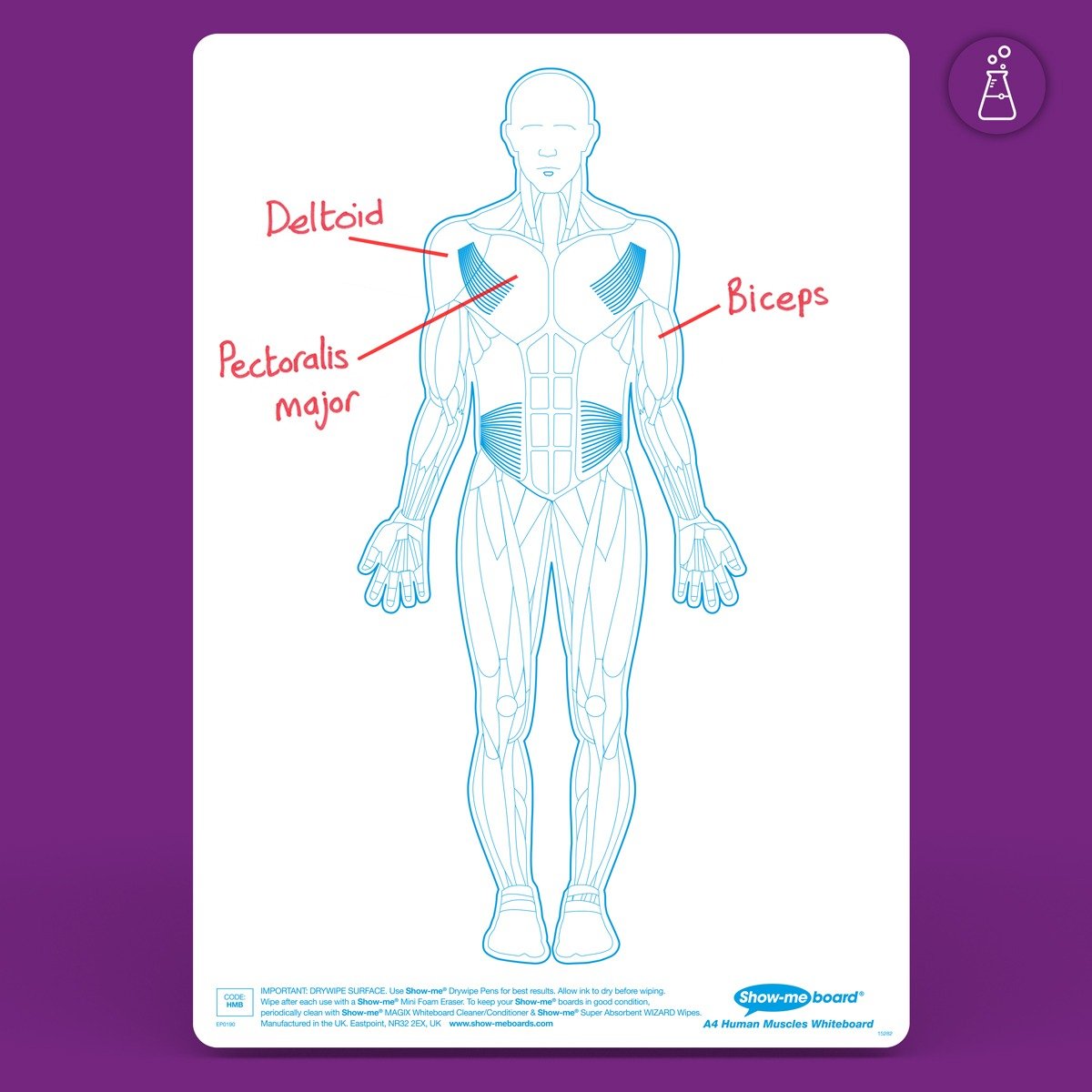Show-Me Bulk Box Drywipe Board Pack, Pens & Erasers - Human Muscle, A4 100 Sets - ABC School Supplies
