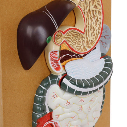 The Digestive System Model - ABC School Supplies